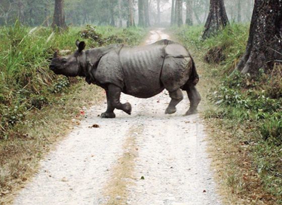 Forest Department to release rhinos at Patlakhawa