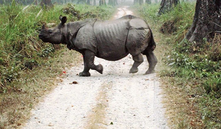 Forest Department to release rhinos at Patlakhawa
