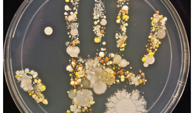 Scientists have developed a new kind of bacteria those will fed on Carbon di-oxide