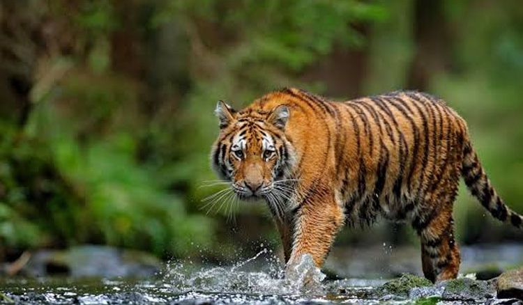 নতুন ব্যাঘ্র সংরক্ষণ কেন্দ্র