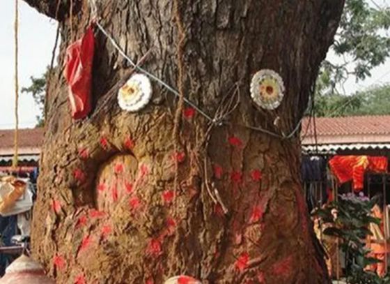 Environmentalist seeks God’s intervention to protect trees
