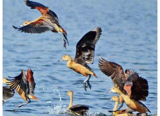পরিযায়ী পাখি দ্বিগুন হয়ে ফিরে এলো সাঁতরাগাছির ঝিলে