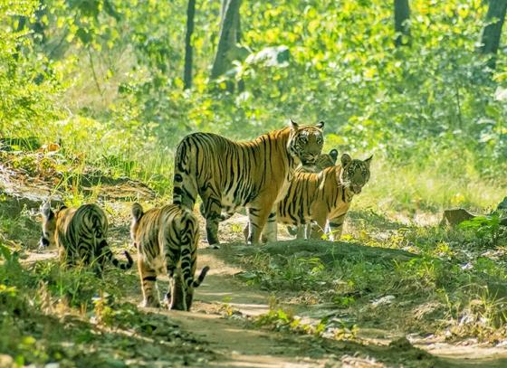 ZSI to publish about faunal diversities in North Bengal sanctuaries