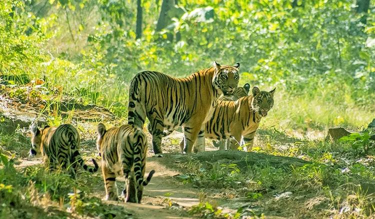 ZSI to publish about faunal diversities in North Bengal sanctuaries