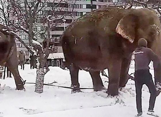 Elephants play in snow at Russia