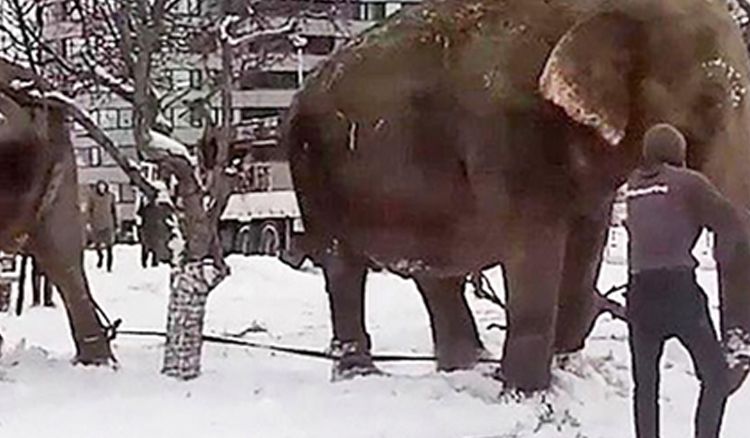 Elephants play in snow at Russia