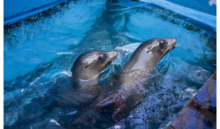 two sea lion settled in water park instead of sea