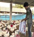 Chicken & eggs won’t spread Coronavirus