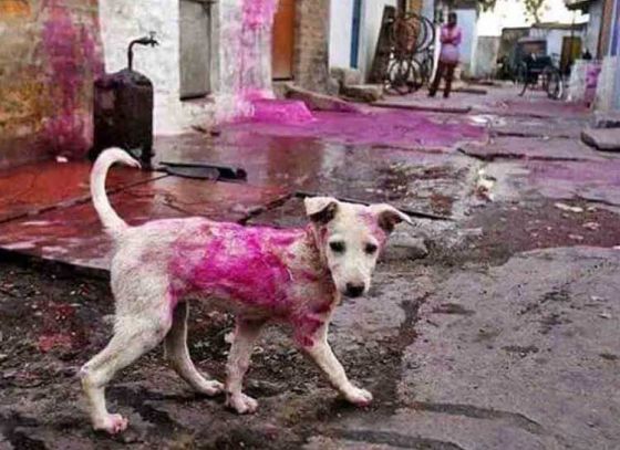 Have a heart for quadrupeds as we smear colours on others