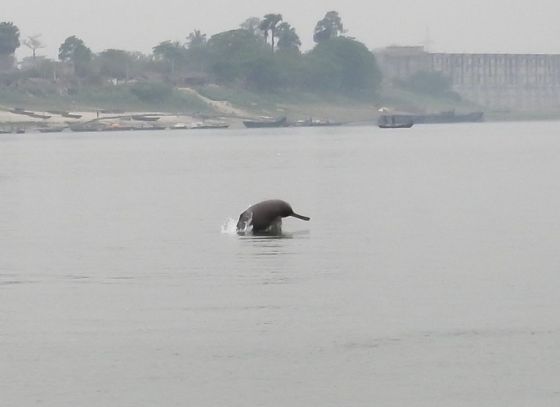 গঙ্গার বুকে ফিরছে ডলফিন