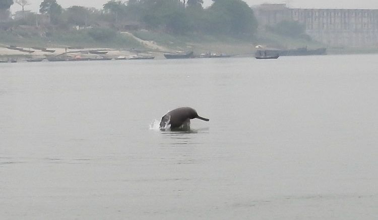 গঙ্গার বুকে ফিরছে ডলফিন