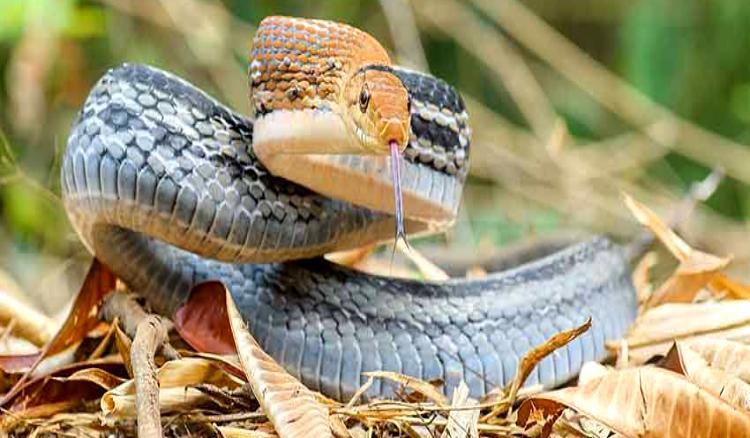 Myths About Copper Headed Trinket Snakes