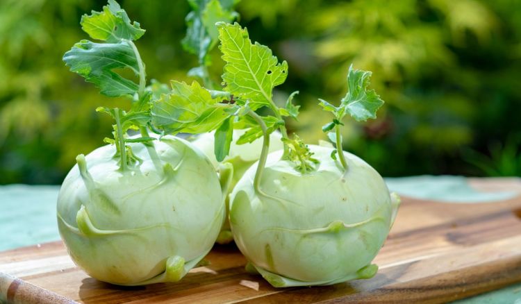 What is Health Benefit Of Kohlrabi Or Olkopi?