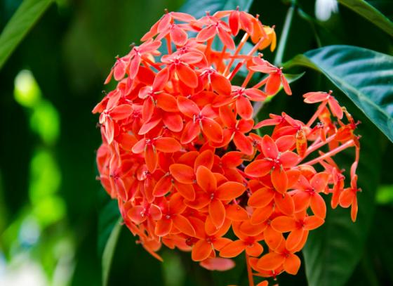 ছাদ বা ব্যালকনি বাগানে রঙ্গন গাছে সারাবছর প্রচুর ফুল ফোটানোর বিশেষ উপায়