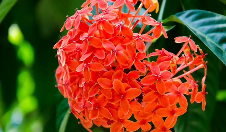 How to Care for an Ixora Plant