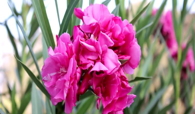 How to Plant Oleander