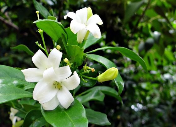 Kamini Flower Benefits: ছাদ বা ব্যালকনিবাগানে কামিনী গাছে প্রচুর ফুল পাওয়ার বিশেষ উপায়