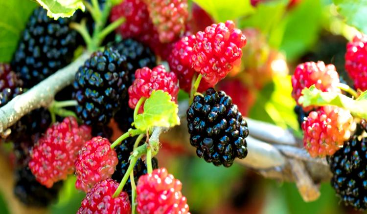 How to Grow Mulberry Plant