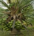 One-foot-high dwarf coconut trees are growing at Hong Kong Park in Basirhat