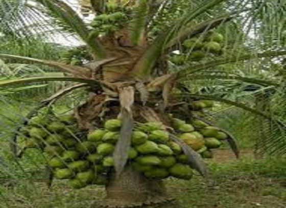 One-foot-high dwarf coconut trees are growing at Hong Kong Park in Basirhat