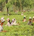 Kathalaguri Tea Garden In Dooars Was Officially Inaugurated On Sunday