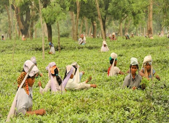 ডুয়ার্সের কাঠালগুড়ি চা বাগানে উদ্বোধন হল নবনির্মিত চা তৈরির ফ্যাক্টরি