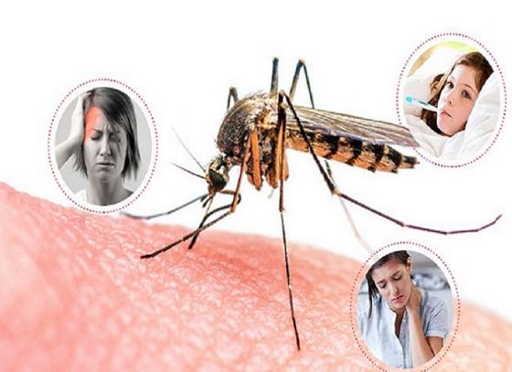 আবার ফিরছে আতঙ্ক, জেলায় জেলায় বাড়ছে ডেঙ্গি আক্রান্তের ঢল