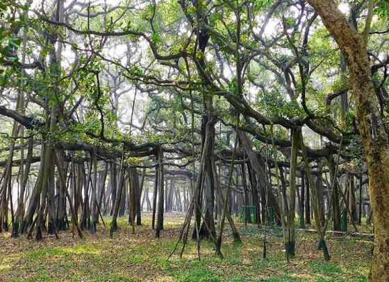 প্রাক-পুজোর মরশুমে সবুজ উপহার ‘নেচার ট্রেল’।