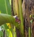 Unveiling the Unusual Phenomenon at Jalpaiguri's Bamun Para: Mysterious Banana Tree Revelation