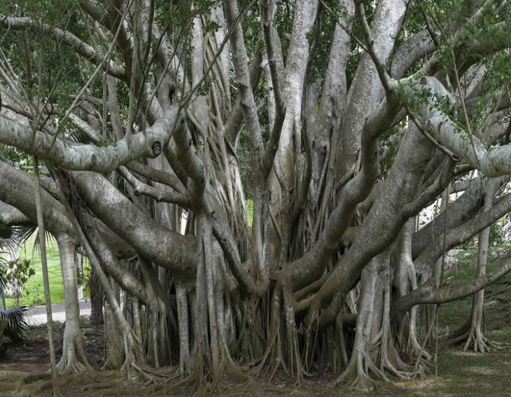 Kolkata's Botanical Garden Prepares To Charm Tourists With Winter Delights!