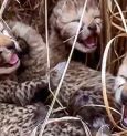 Three Cheetah Cubs Born In India's Kuno National Park, Welcomed by Environment Minister