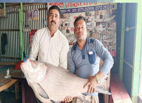 Giant Katla Fish Caught In Padma River, Got Sold For Record Price! Know In Detail