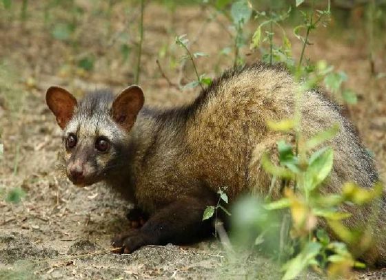 Mysterious Deaths Of Civet Cats At Rabindra Sarovar In Kolkata Spark Concern