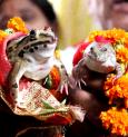Frog Wedding: ব্রত থেকে ব্যাঙের বিয়ে, বৃষ্টির প্রার্থনায় কী না হয় বাংলায়!
