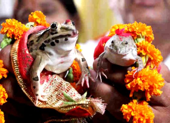 Frog Wedding: ব্রত থেকে ব্যাঙের বিয়ে, বৃষ্টির প্রার্থনায় কী না হয় বাংলায়!