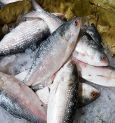 Hilsha Fish: সুস্বাদু ইলিশের নামে বিষ খাচ্ছেন নাতো?