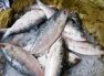 Hilsha Fish: সুস্বাদু ইলিশের নামে বিষ খাচ্ছেন নাতো?