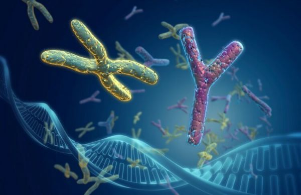 Y Chromosome Research: পৃথিবী থেকে কী পুরুষ লুপ্ত হয়ে যাবে? কী বলছেন বিজ্ঞানীরা?