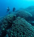 Largest Coral Reef: প্রশান্ত মহাসাগরের নীচে বিশ্বের বৃহত্তম প্রবালের সন্ধান পেল সমুদ্রবিজ্ঞানীরা