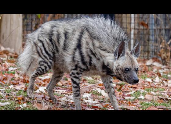 Wildlife Awareness: রানিগঞ্জ খনি এলাকায় ডোরাকাটা হায়না হত্যা রুখতে বিশেষ উদ্যোগ নিল বন দপ্তর