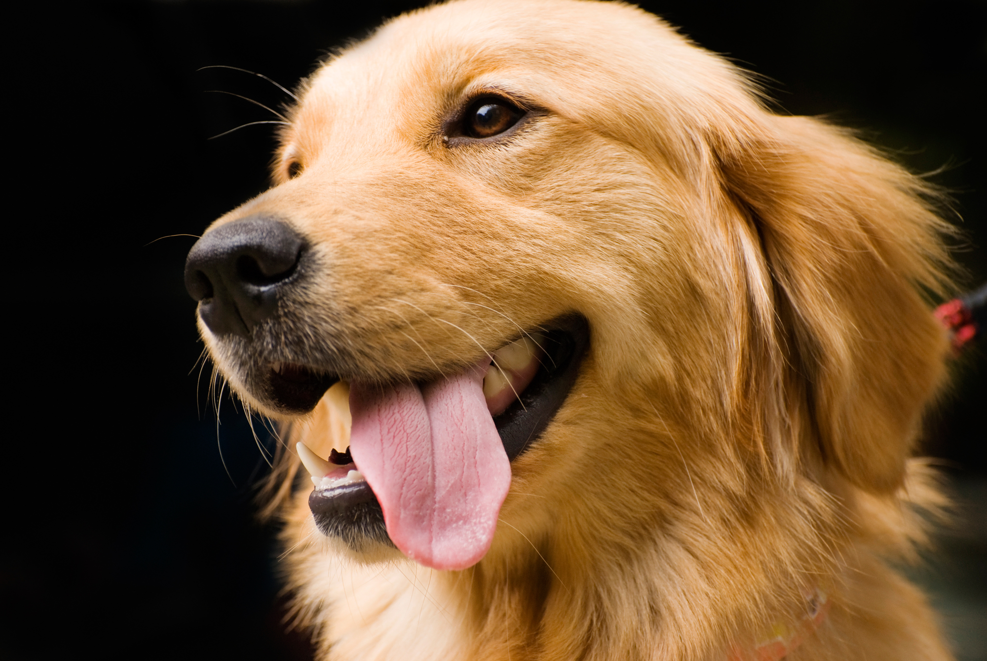Golden-Retriever-10