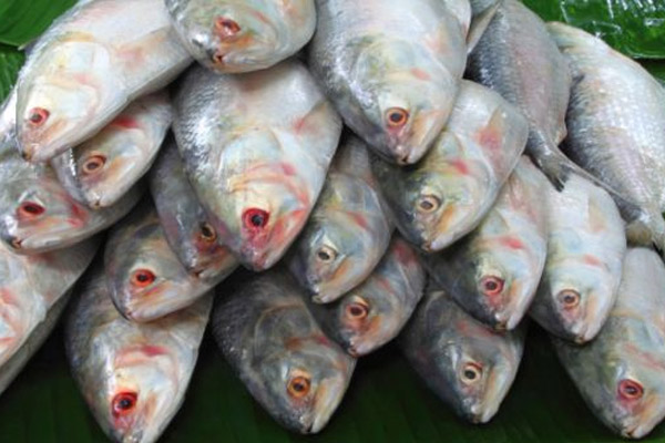 ilish-1