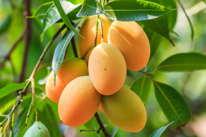 mango