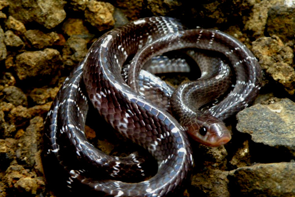 snake 4