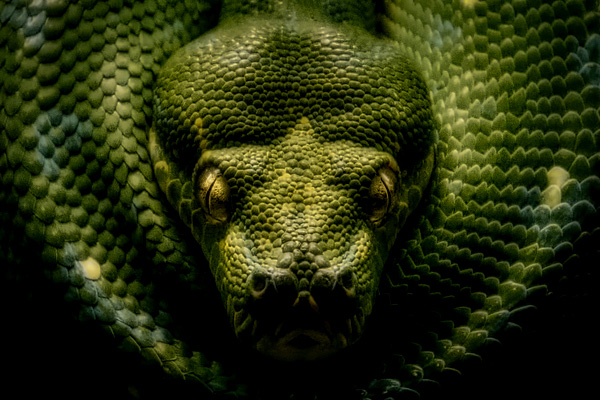 snake 6