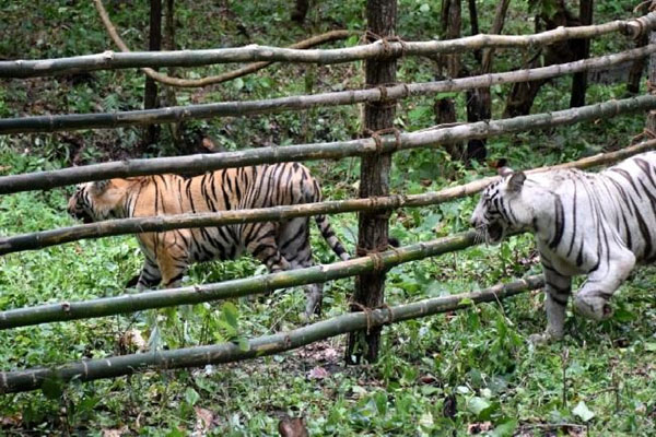 tiger
