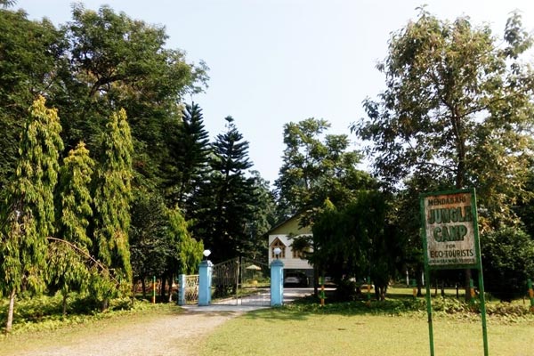forest