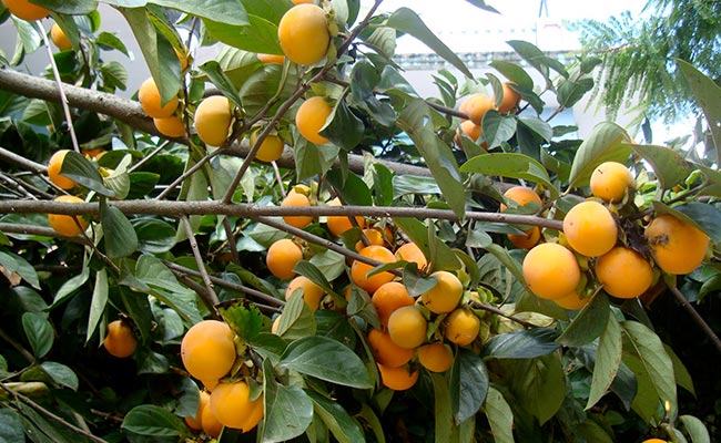 Gooseberry1