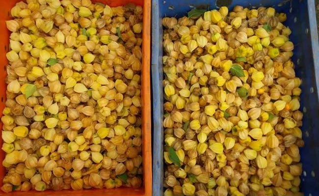 Gooseberry2