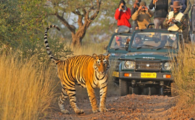 ranthambore